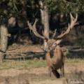 Nationaal Park de Hoge Veluwe